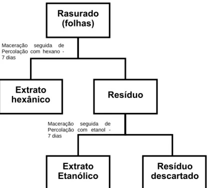 Figura 3.  Processo de obtenção dos extratos hexânico e etanólico do rasurado das  folhas de E