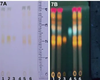 Figura  7A/7B.  Perfil  cromatográfico  por  CCD  para  o  Extrato  Etanólico  Bruto  da  primeira coleta (EEB1) do rasurado das folhas de Erythroxylum daphnites