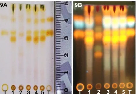 Figura  9A/9B.  Perfil  cromatográfico  por  Cromatografia  de  Camada  Delgada  (CCD)  para os Extratos Etanólicos  Brutos  (EEBs) do  rasurado das folhas  de Erythroxylum  daphnites