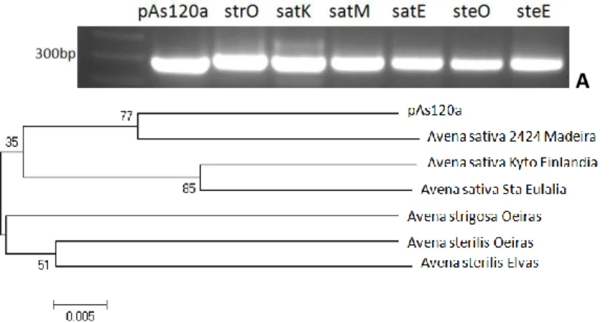 Figura  4.  Padrão  de  bandas  obtido  com  primers  (GT)9C  e  Am1  rev  (A)  e  repectiva  árvore  filogenética  (B)  de  diferentes espécies de Avena: A