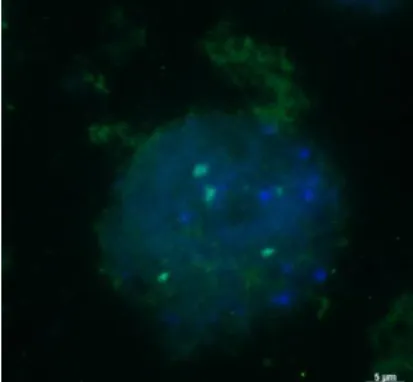 Figura 5. Célula interfásica de A. strigosa com marcação da sonda pTa71  (verde) e coloração DAPI (azul)