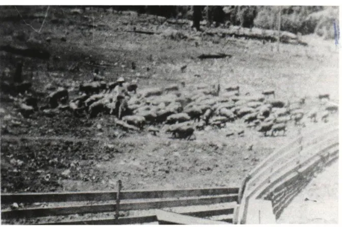 Figura 01: Suínos criados no cercado de madeira em Pinhalzinho, SC, na década de 1950