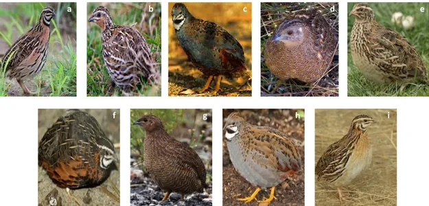 Fig. 1 - Diversas espécies do género Coturnix. Fig. 1a. Coturnix coromandelica. Fig. 1b