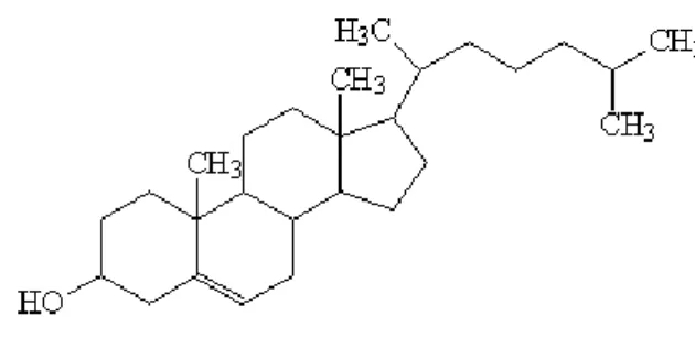 Fig. 7 - Estrutura molecular do colesterol             (adaptado de Campos, 2002). 