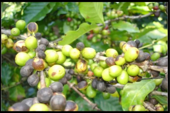 Fig.  1  -  Frutos  de  cafeeiro  com  sintomas  de  antracnose (CBD). 