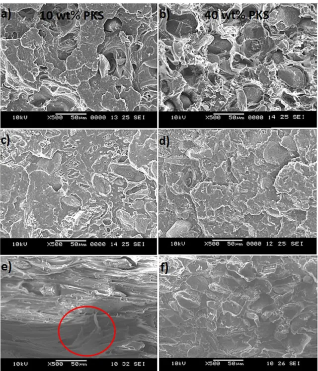 Figure 6. Tensile fractured surface of uncompatibilized PKS reinforced PP biocomposites and compatibilized PKS reinforced PP  biocomposites at magnification X500 (a) 10 wt% PKS (Uncompatibilized); (b) 40 wt% PKS (uncompatibilized); (c) 10 wt% PKS  (PP-g-MA
