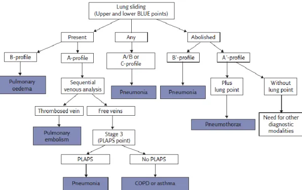Figure 1 Decision tree of the BLUE protocol. Adapted from Lichtenstein, 2017. 9