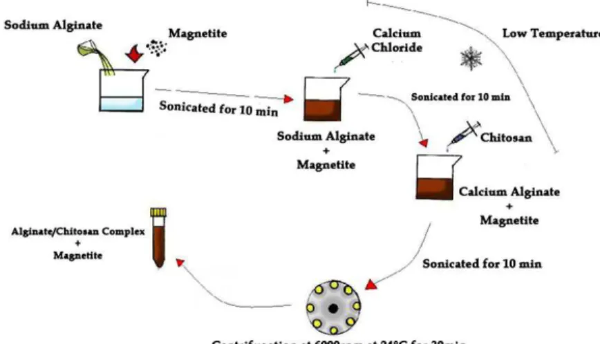Figure 2. Schematic illustration of the magnetite encapsulation process.