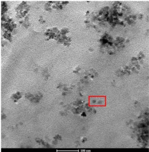 Figure 6. Electromicrograph (TEM) of magnetic nanoparticles  encapsulated in polymeric matrix (PM-NP)