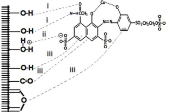 Figure 9. Possible adsorbent-dye interactions: (i) hydrogen bonds; 