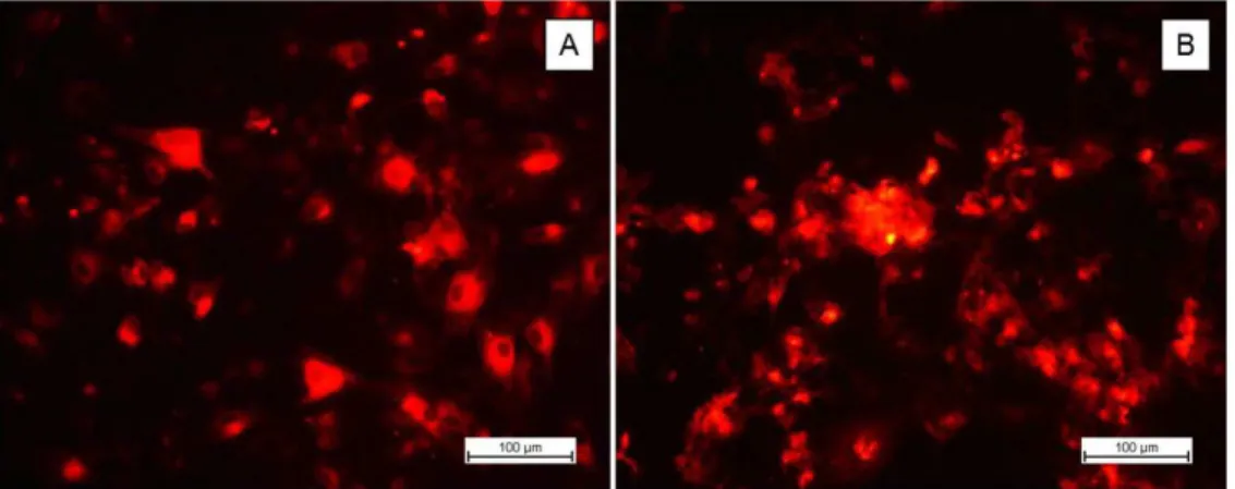 Figure 2. Confirmation of cell labelling with the fluorescent dye, PKH26. (A) Osteoblastic cells grown on glass coverslips after 24 h; 