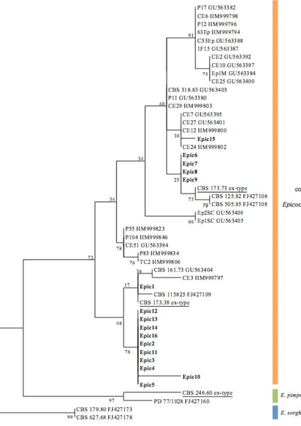 Figura 3 - Uma de duas mais parcimoniosas árvores obtidas do alinhamento das sequências de β-tubulina 2 dos 16 isolados  em estudo, bem como das sequências Epicoccum spp