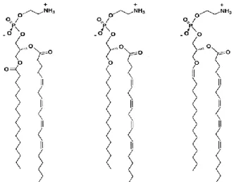 Figura 2. Estrutura das três subclasses de fosfolípidos da etanolamina. Adaptado de Nagan &amp; 