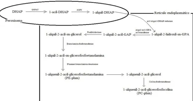 Figura 4. Biossíntese de plasmalogénios. Adaptado de Braverman &amp; Moser, 2012 