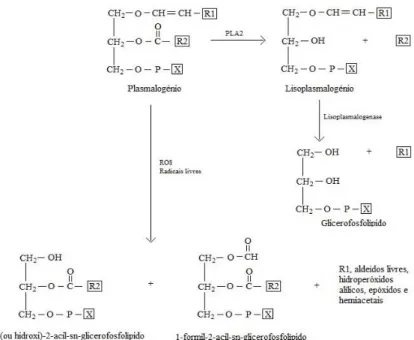 Figura  5.  Ação  da  fosfolipase  A2  sobre  os  plasmalogénios  e  reação  de  oxidação  dos  plasmalogénios