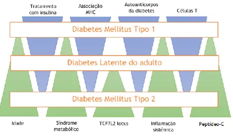 Figura 1 – Heterogeneidade clínica da diabetes, sendo que a LADA é o resultado da combinação de  caraterísticas da DMT1 e da DMT2 (adaptado) (16)