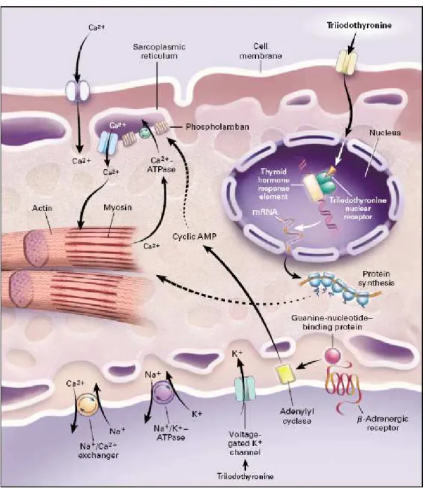 Figura 3 – Locais de Acção da Triiodotironina nos Miócitos Cardíacos 