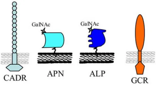 Figura  5.  Receptores  moleculares  da  proteína  Cry1Aa.  CADR,  receptor  caderina; 