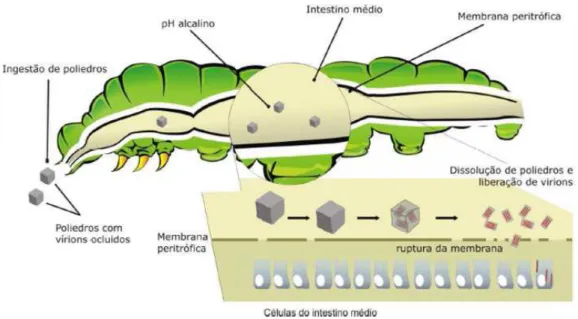 Figura 11. Início de infecção viral no intestino médio de uma lagarta infectada por  baculovírus