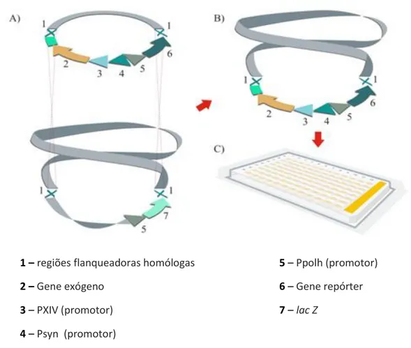 Figura  13.  Esquema  ilustrativo  da  construção  e  isolamento  de  baculovírus  recombinantes pelo método de recombinação homóloga