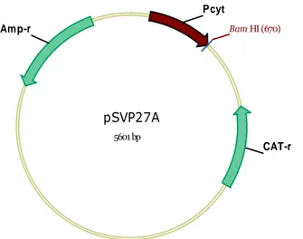 Figura 16. Mapa físico do vetor de expressão, pSVP27A, usado para expressão de  proteínas heterólogas em B