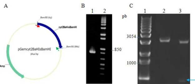 Figura  19. Clonagem do gene cyt2BaHisBamHI no vetor de clonagem pGem®  T- T-Easy. A, Mapa físico do plasmídeo pGemcyt2BaHisBamHI