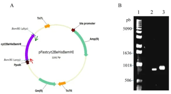 Figura  22.  Clonagem  do  gene  cyt2BaHisBamHI  no  vetor  de  transferência  para  o  genoma  de  baculovírus