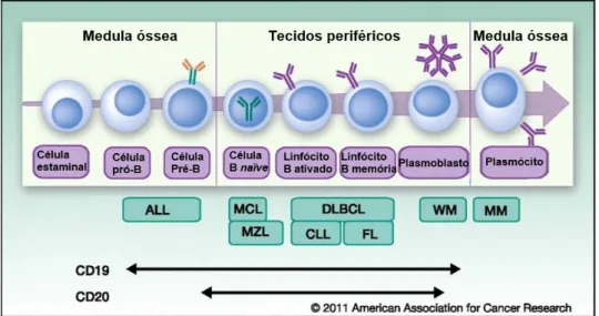 Figura  6:  Tipo  de  neoplasia  consoante  a  célula  que  a  originou.  Retirado  de  American  Association for Cancer Research, 2011