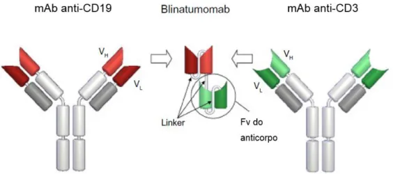 Figura 7: Composição do blinatumomab. Retirado de Nagorsen, Kufera, Baeuerlea &amp; Bargoub,  2012