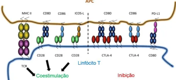 Figura 10: Coestimulação ou inibição condicional do linfócito T citotóxico mediadas pelo CD80