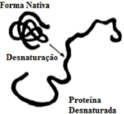 Figura 2 - mecanismos de adsorção biopolímeros na hidratação do cimento (NGUYEN et al.,  2014)