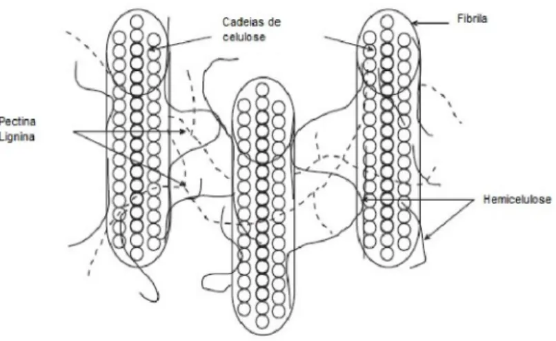 Figura 7 – Estrutura típica dos tecidos das plantas (SMITH; PEYRATOUT, 2014). 