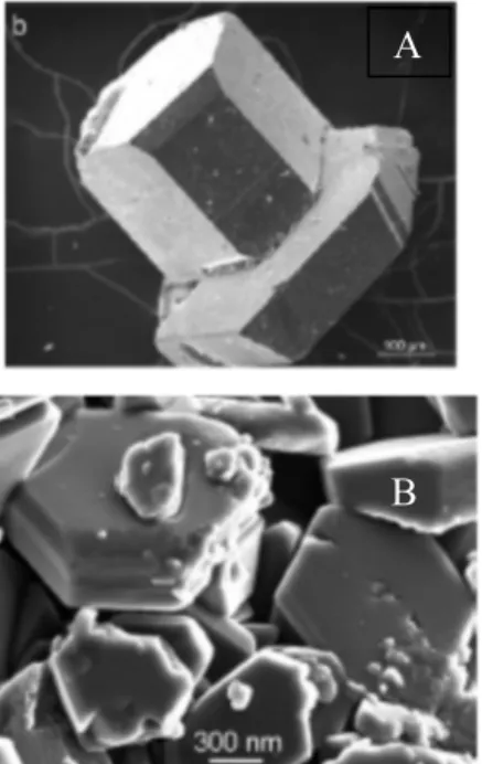 Figura 12 – Alterações na formação de cristais de Ca (OH) 2  pela presença da mucilagem de  cacto
