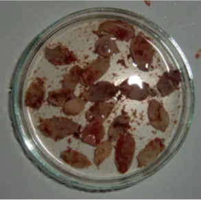 Figura 8 - Espécimes de Fasciola hepatica retirados de fígado de gamo para uma placa de Petri  (original) 