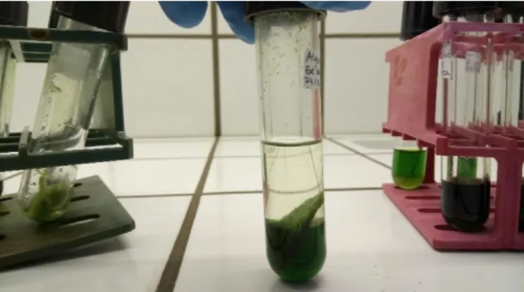 Figure 11: Organic phase containing lipids after filtration 