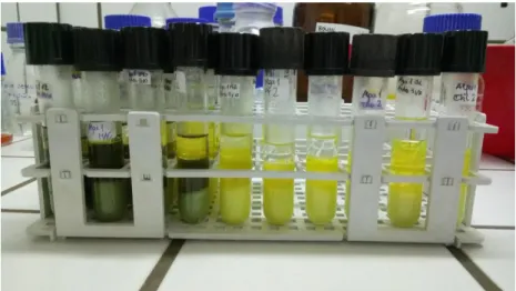 Figure 14: Differentiation of phases during acid-catalyzed transesterification 