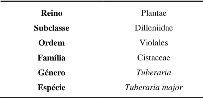 Tabela 1.2. Classificação taxonómica de T. major.