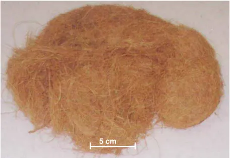 Figura 1: Aspecto das fibras de coco após secagem ao ar livre. 