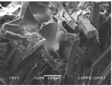 Figura 7: Detalhes de fibras do tecido de juta inseridas na matriz de polietileno. 