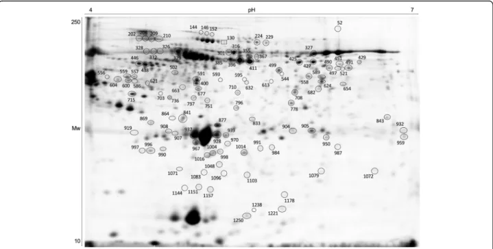 Fig. 3 Representative pattern of gilthead seabream (Sparus aurata) blood plasma on a 12.5% polyacrylamide 2D gel