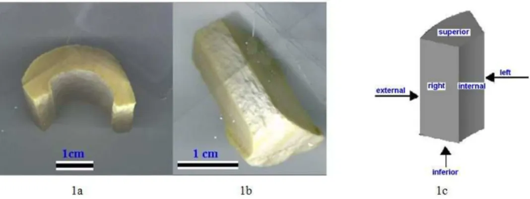 Figure 1: (a) Bovine tibia sample after treatment; (b) sealed shape sample; c) Nomenclature used for the  faces of the bone samples in the sealed faces MIP experiment