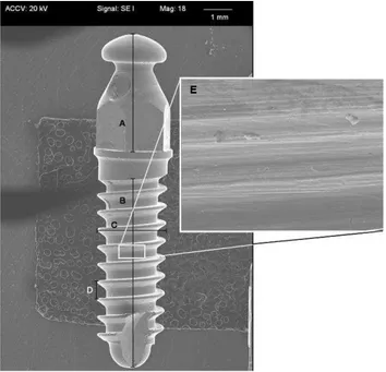 Figura 1: Implante em forma de parafuso, A: cabeça sextavada com 3,4 mm de comprimento,   B: comprimento ativo do mini-implante de 6,0 mm, C: 2,0 mm de diâmetro,  
