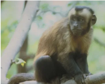 Figura  2.  Exemplar  de  macaco  do  gênero  Cebus.  Foto  de:  Roy  Fontaine,  retirado  de  http://pin.primate.wisc.edu/idp/  
