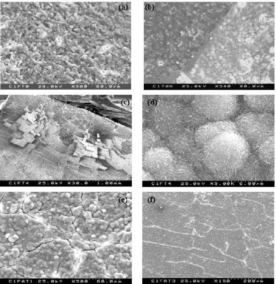 Figure 3: SEM microghaphs (a) before immersion, (b) after 3 days in SBF, (c) 14 days in SBF, (d) is a  magnification of (c), (e) after 3days in SBFA (f) 14 days in SBFA