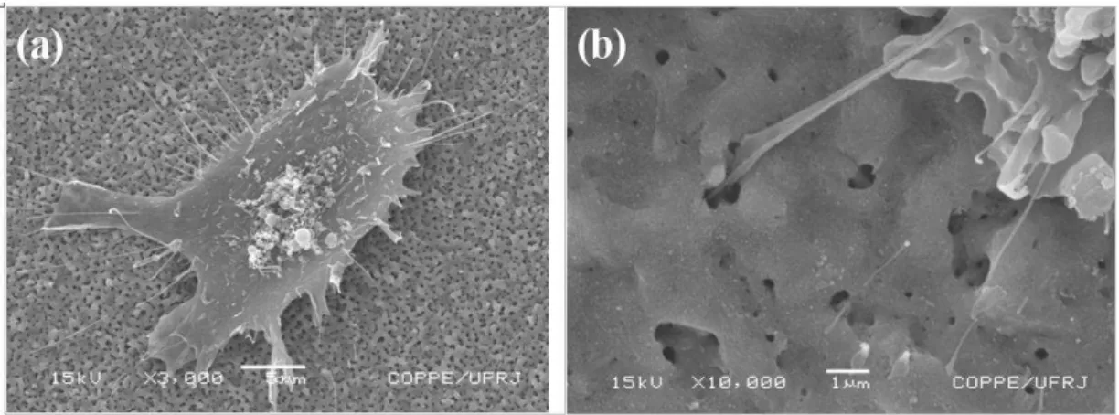 Figure 3 shows SEM micrographs of cells cultured onto titanium anodic films produced in sulphuric  acid (Fig