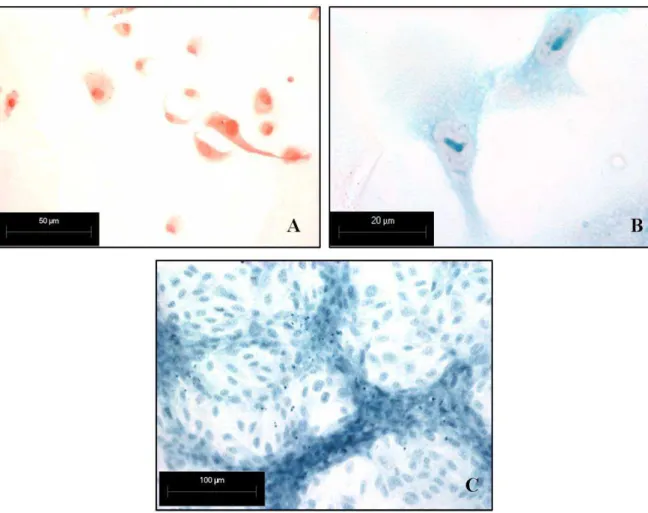 Figura 4: Fotomicrografia de células Vero cultivadas sobre membranas de PLGA. (A) Membrana sem  tratamento após 2 horas de cultivo celular