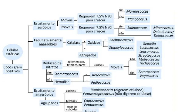 Figura  1  –  Esquema  interpretativo  das  diferenças  bioquímicas  entre  várias  espécies  cocóides  Gram  +  [adaptado  de  ABIS  –  Bacterial  Identification  Software  (http://www.tgw1916.net/)] 