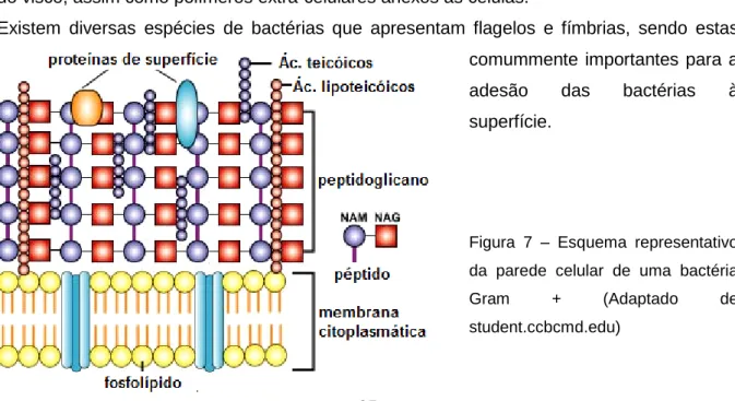 Figura  7  –  Esquema  representativo  da  parede  celular  de  uma  bactéria 