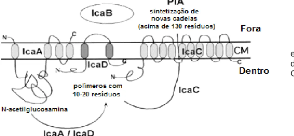 Figura  8  – Estrutura do PIA (Adaptado de  Mack et al., 1996) 