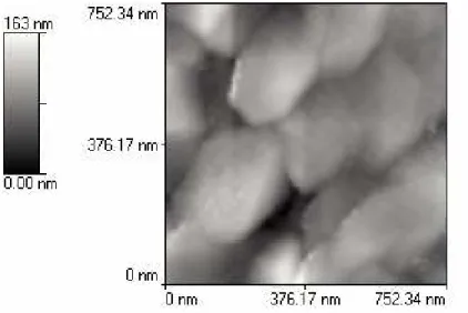 Figure 4: Atomic Force Micrograph of powder calcined at 950 o C in inert atmosphere (X 50000)